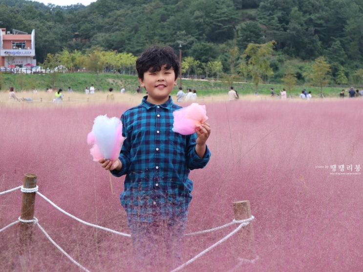 함안 핑크뮬리 코스모스 가득한 악양생태공원