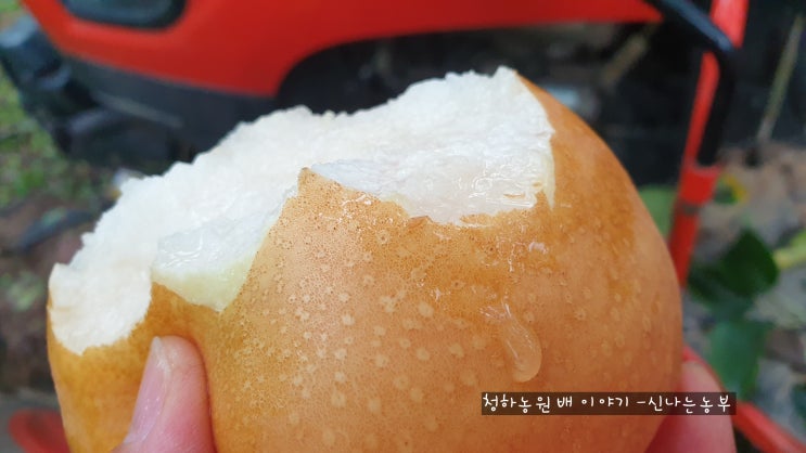  지금까지 이런 농부는 없었다! 배 수확을 준비하는 신나는농부
