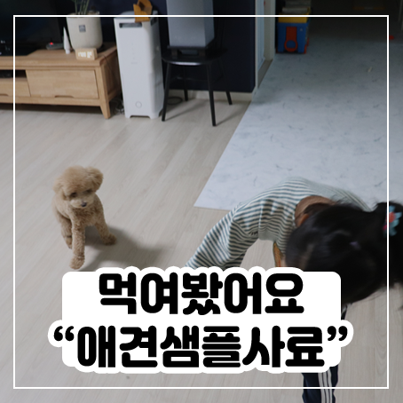 애견샘플사료 줘봤는데 잘 먹네요! 애견샘플사료 줘봤는데 잘 먹네요!