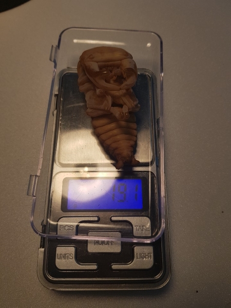 [Bs] 극태왕사슴벌레 K-1 / 용무게 측정 기록용