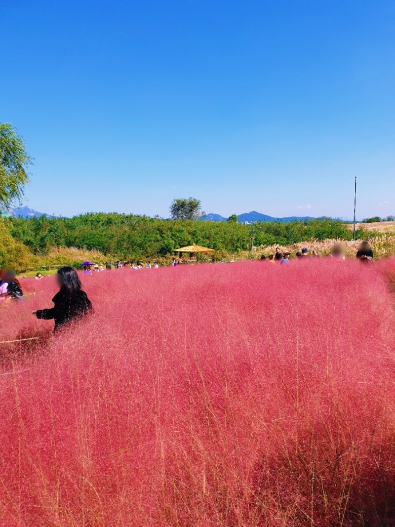 하늘공원 핑크뮬리 가는 방법 억새축제도 함께 보고 오세요! : 네이버 블로그