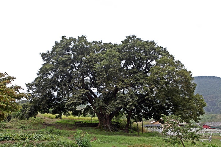 괴산 오가리 느티나무(천연기념물 제382호)