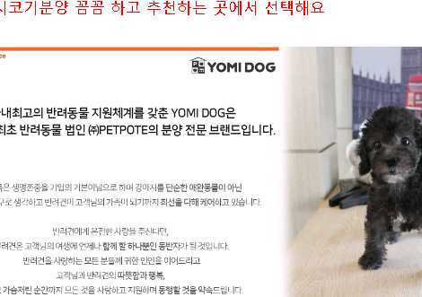  서산웰시코기분양 꼼꼼 하고 추천하는 곳에서 선택해요