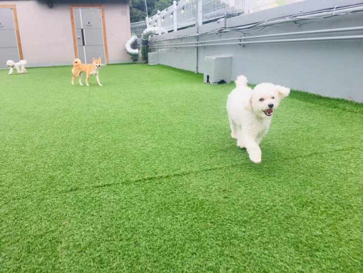  용인멍스토리 솔이의 호텔 숙박 후기