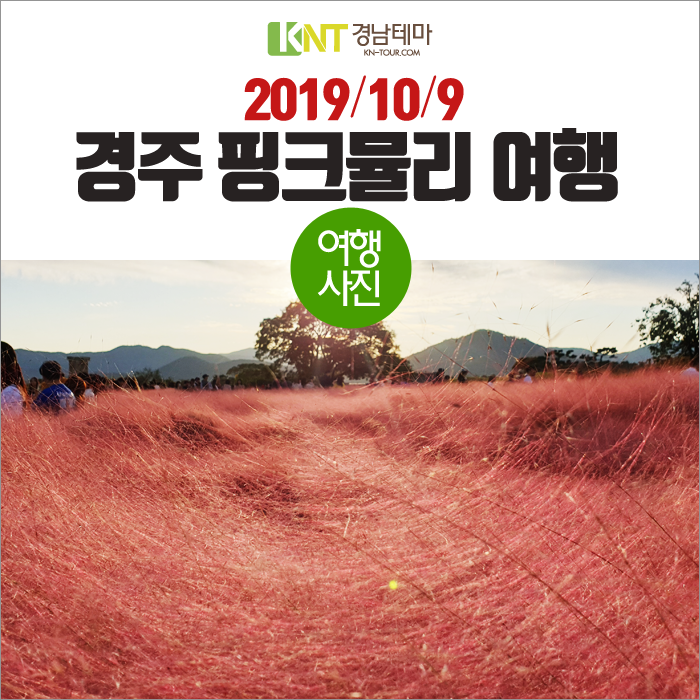  경주핑크뮬리실시간 지금의 경주는 핑크빛10월9일 경주여행!