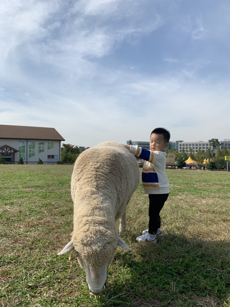  2019 안성팜랜드 코스목동 축제! 너무 예쁘다(feat. 푸른하늘)