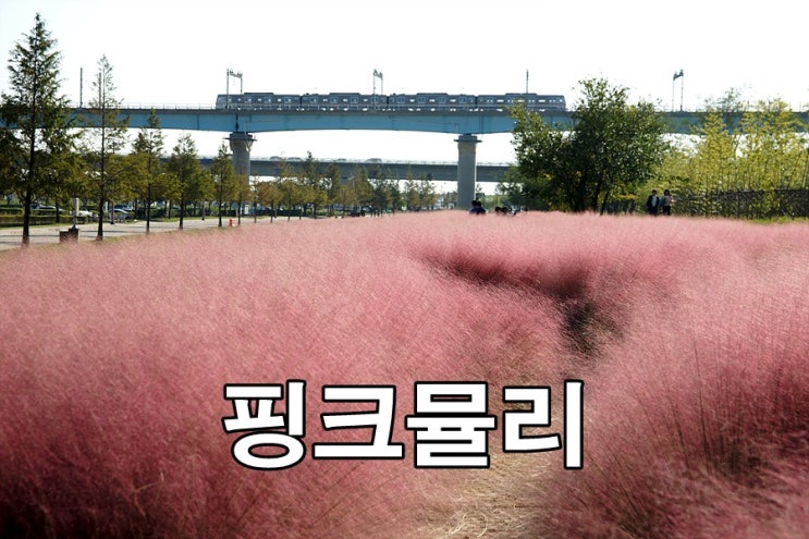  부산 핑크뮬리 을숙도 말고 대저생태공원에도 있다~
