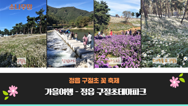 [전북 정읍여행]정읍 구절초 꽃 축제, 정읍 구절초테마공원 가을여행
