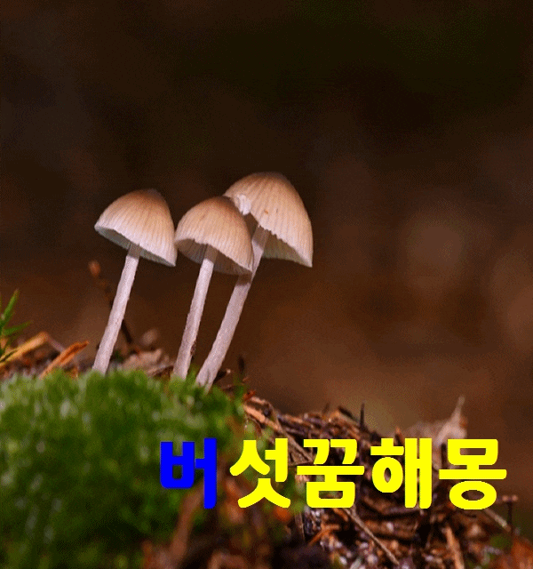 버섯꿈 버섯꿈해몽 값비싼버섯을 발견한꿈은 길몽이랍니다!!