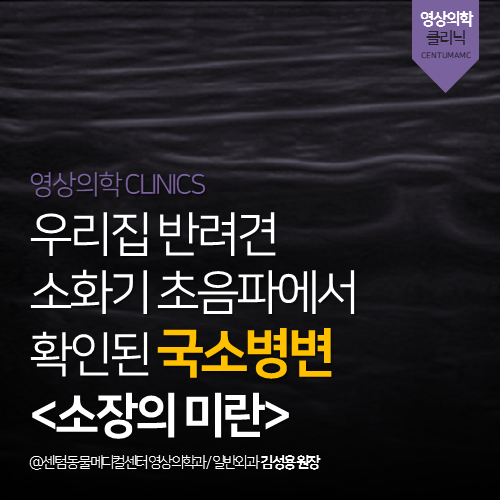  [영상의학과] 우리집 반려견 소화기 초음파에서 확인된 국소병변 <소장의 미란> (부산 영상 검사 분석 전문 동물병원, 365일 응급진료, 강아지, 무른변)