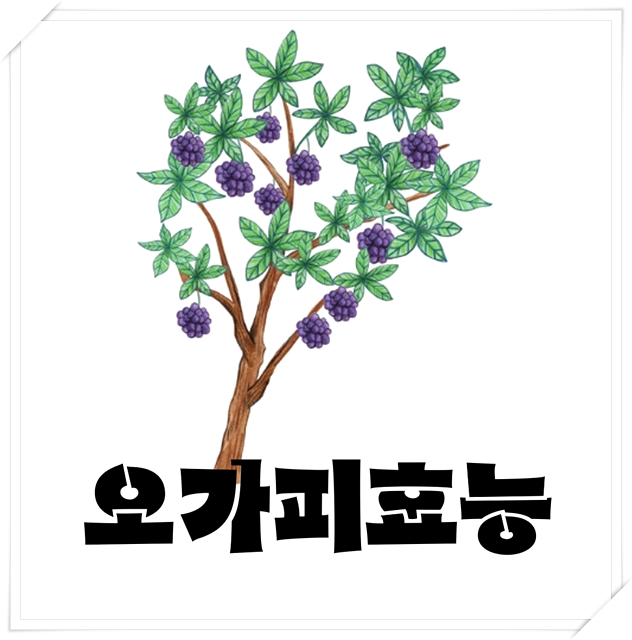  오가피효능 제 2의 산삼이라고?