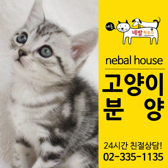  아메리칸숏헤어분양 묘연을 만났지