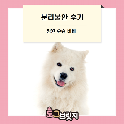  경상남도 창원시 강아지 분리불안훈련 방문교육 다녀왔습니다.