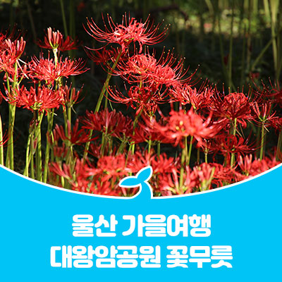  울산 가을여행 대왕암공원 꽃무릇