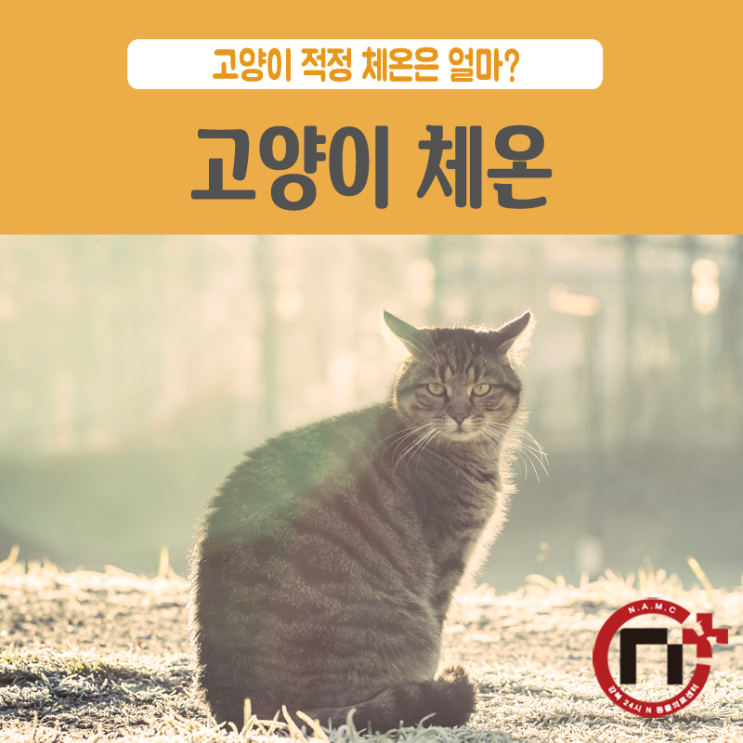  [강북24시] 고양이 체온, 고양이 열날 때, 고양이 정상체온, 고양이 체온 측정 방법
