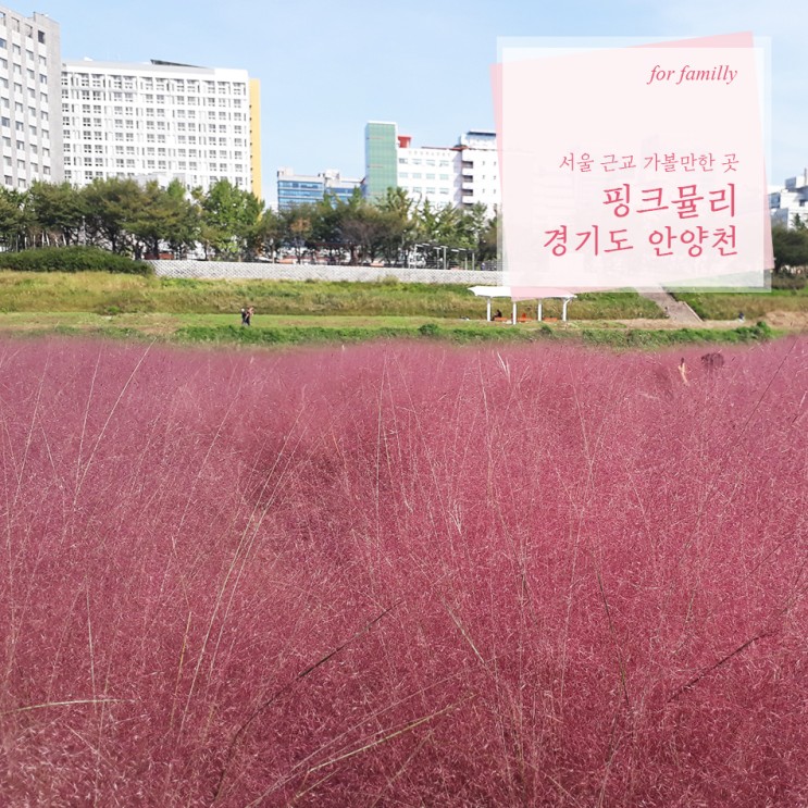 서울 근교 가볼만한 곳 핑크뮬리 보러 안양천으로 나들이!