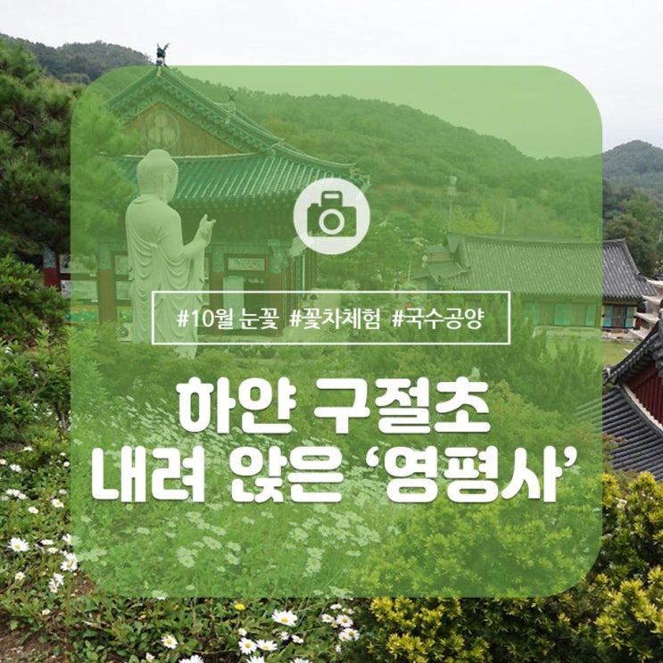  [세종여행] 하얀 구절초 내려 앉은 영평사