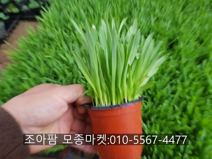  보리새싹 발아하는 순간 영양 가득히...