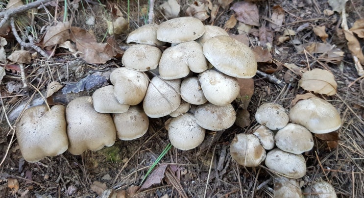 산행 - 땅찌만가닥버섯