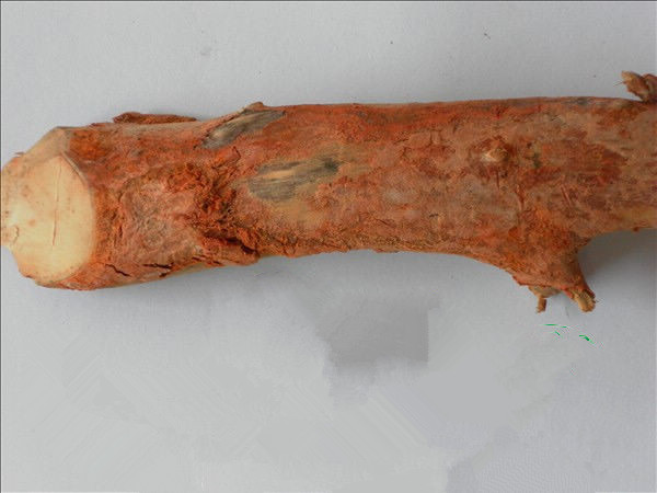  백병치료약 , 천연 최음제 , 습기 많은 분들이 복용하기 좋으며 , 허리통증,관절염