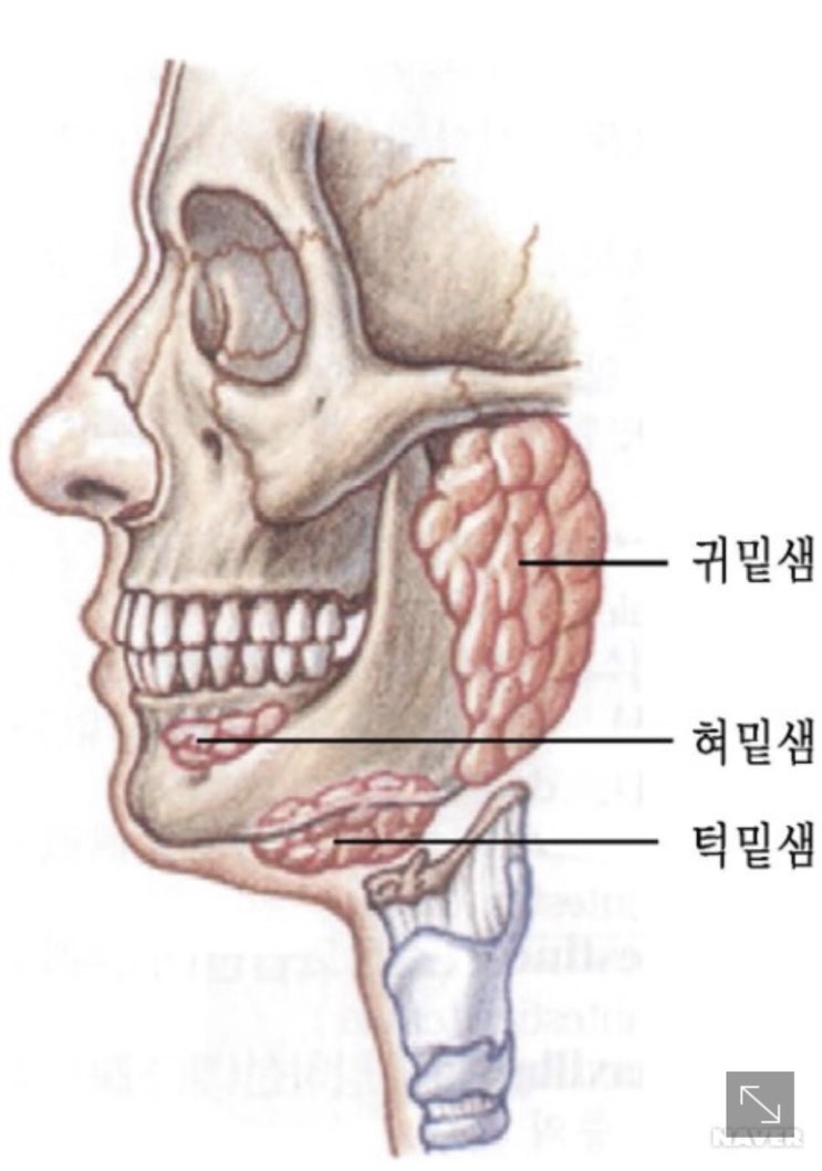  이중턱케어 임상 울쎄라기기 오늘밤 마감! 미입금분 오늘출고가능해요
