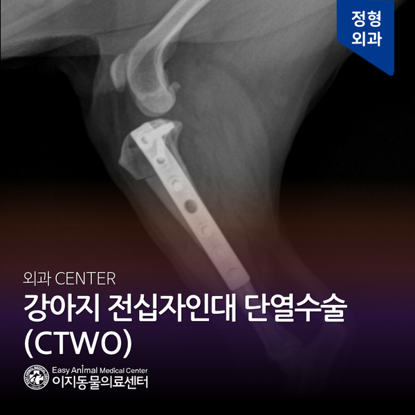  강아지 전십자인대 단열수술 CTWO - 이지동물의료센터 (부천동물병원 역곡 소사 원미 심곡 중동 24시 동물병원 종양 수술 재활 전문 동물병원)