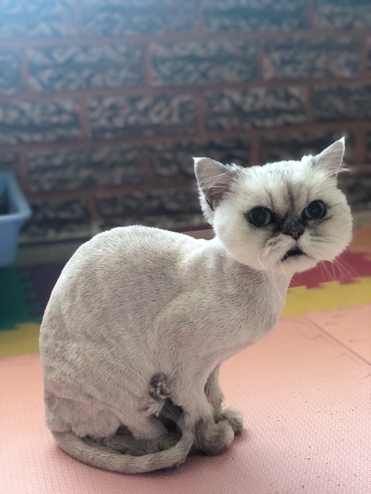  경기도 광명 고양이무마취미용 고양이출장미용  (페르시안)고양이 줄리엣 ~ 고양이미용후기~