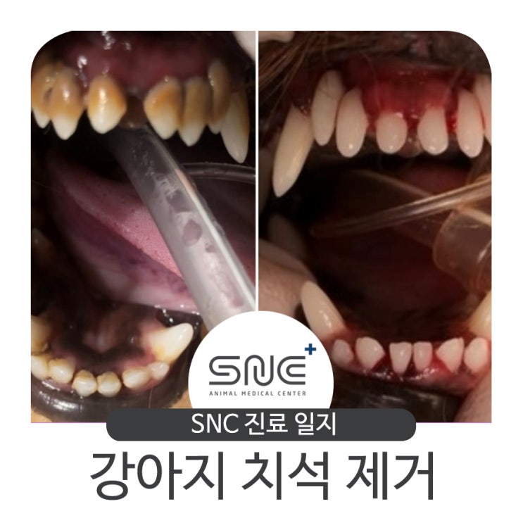 강아지 치석제거(스케일링, 치은염, 치주염, 양치)에 대한 모든 것- 강남 24시 SNC 동물 메디컬센터