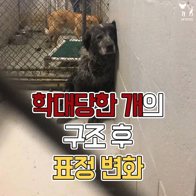  학대당한 개의 구조 후 표정 변화