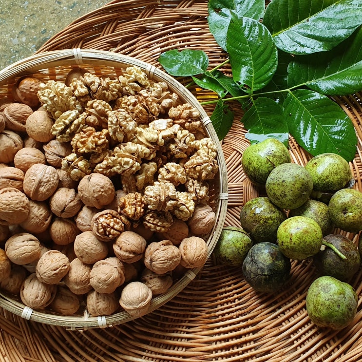 호두가격 햇호두 가격 안내