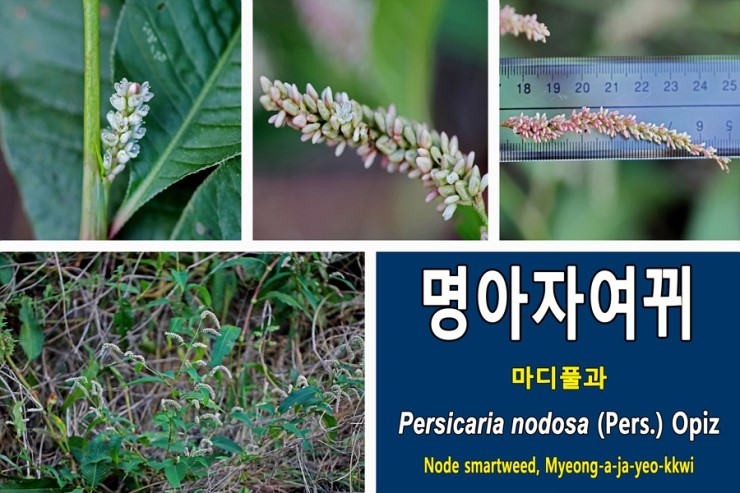 명아자여뀌[Persicaria nodosa](2)에 관하여...마디풀과 한해살이풀 위풍당당진국 자연관찰이야기