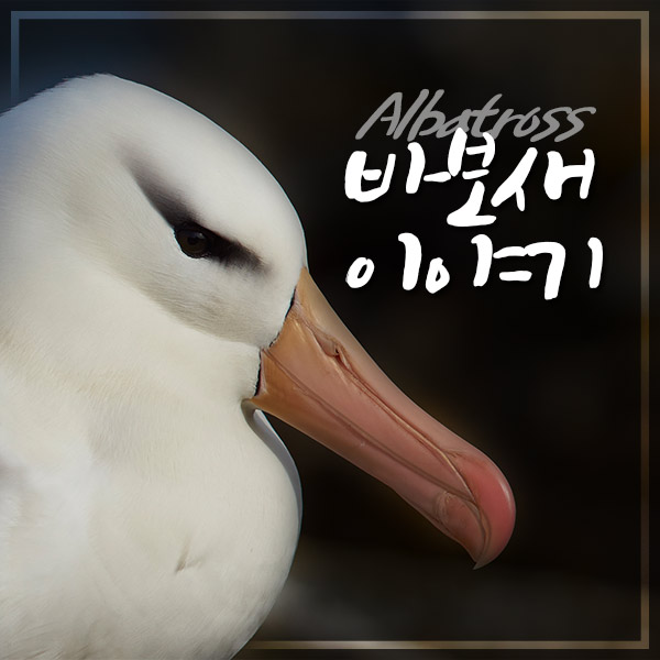 바보새, 알바트로스 이야기