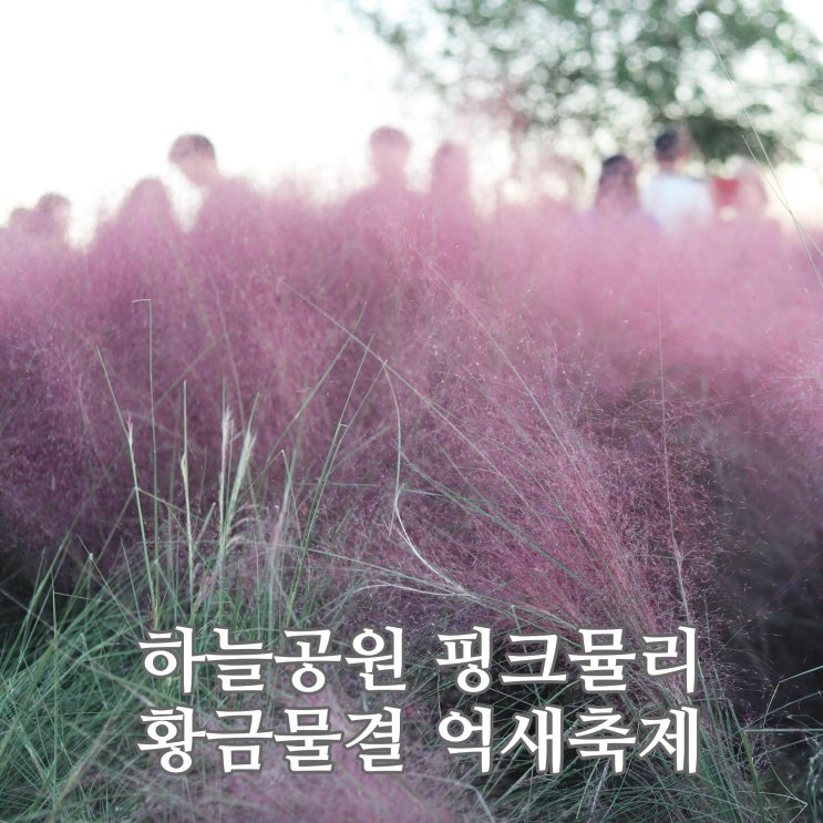  하늘공원 핑크뮬리 위치 자세하게 영상으로도 만나요