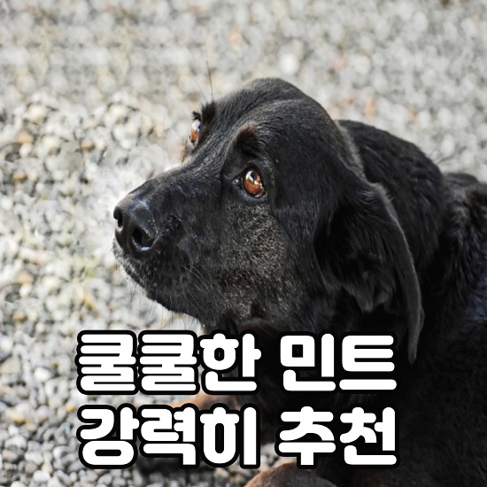  무선 블루투스 이어폰 찾는다면