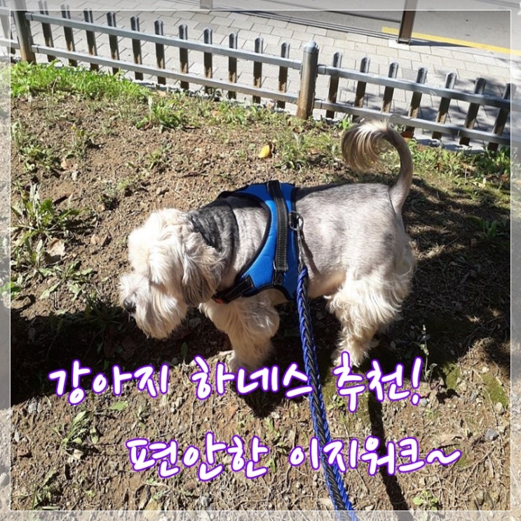  강아지 하네스 샀더니 LED팬턴트가 따라오네~