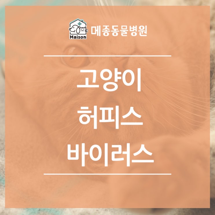 청구역에서 가까운 동물병원에서 고양이 허피스 바이러스 알아보기