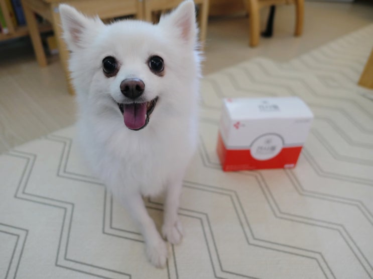  강아지 입냄새제거 개껌 견사돌!