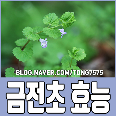  금전초 효능 4가지 참고하세요