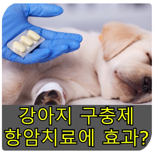 강아지 구충제 '펜벤다졸' 암 치료 실화?