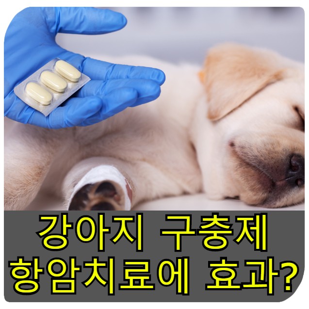  강아지 구충제 '펜벤다졸' 암 치료 실화?