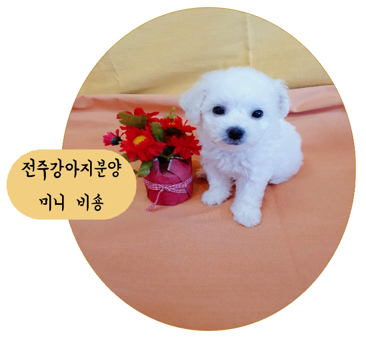 전주강아지분양 다정다감하고 사교성 좋은 나, 미니 비숑프리제 !