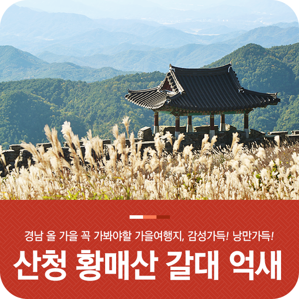 10월 가볼만한곳, 경남 가을여행지로 추천하는 산청 황매산 억새!