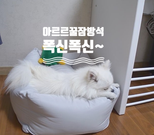  강아지 방석 추천! " 아르르 꿀잠방석 " 보들보들~