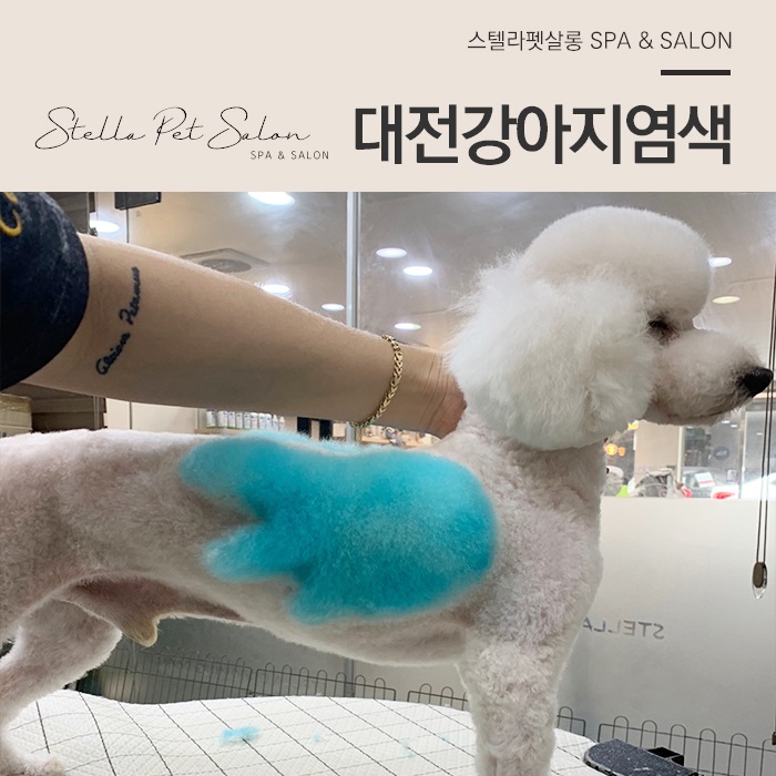  대전강아지염색 전문이라 믿고 맡겨요