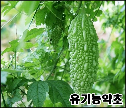  당뇨병증상 과 당뇨에좋은약초 알려드릴게요!