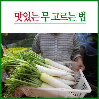  김장용 무 고르는 법 / 영양소 알려드려요!