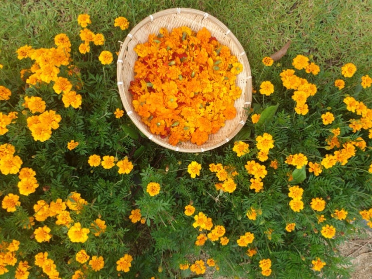 메리골드 꽃차 집에서 만들기 _ Making Marigold tea in my garden 