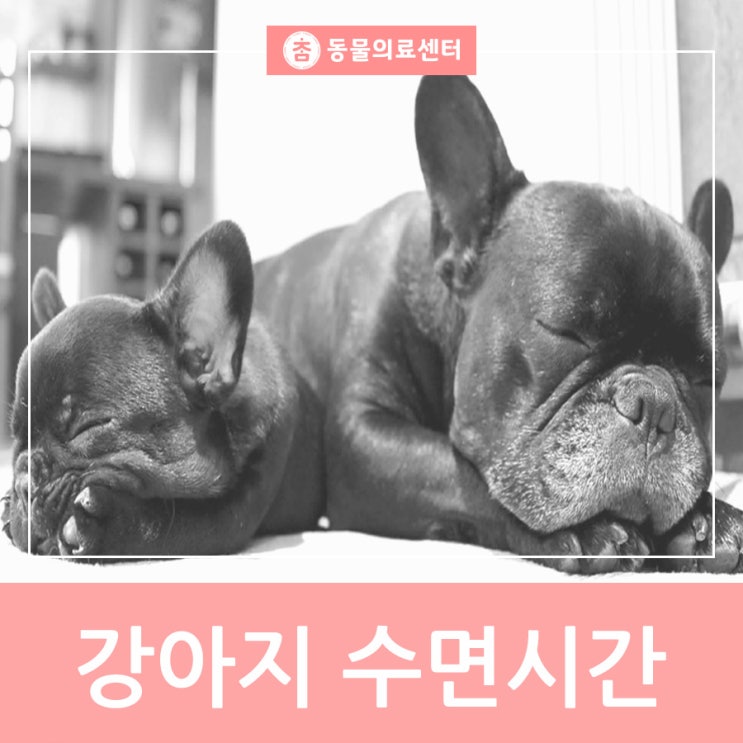  단원구 진료 잘하는 동물병원에서 알아보는 적당한 강아지 수면시간은?