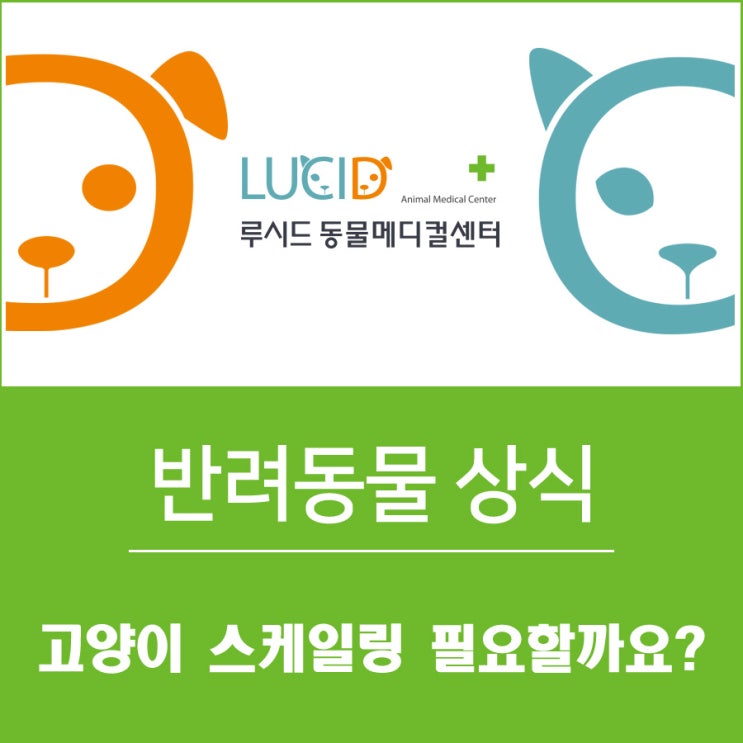 고양이 스케일링 필요할까? 도봉구 24시 동물병원에서 알려드려요