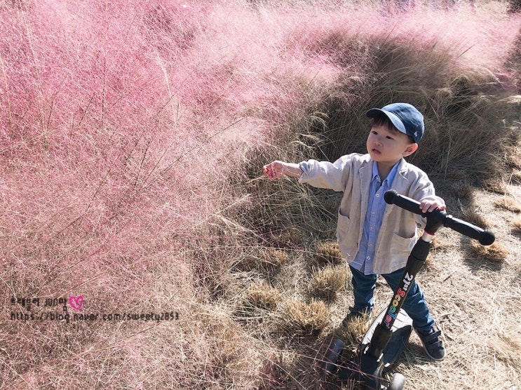  아기랑 부산 대저생태공원 핑크뮬리 예쁜 곳 ! / 을숙도핑크뮬리